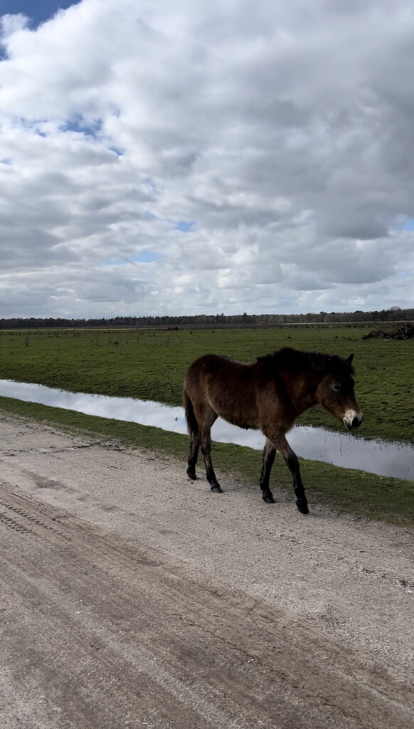 Exmoor pony's op Schaijkse Heide