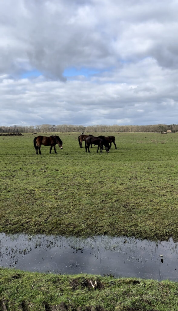 Wandelen in de natuur van Schaijk