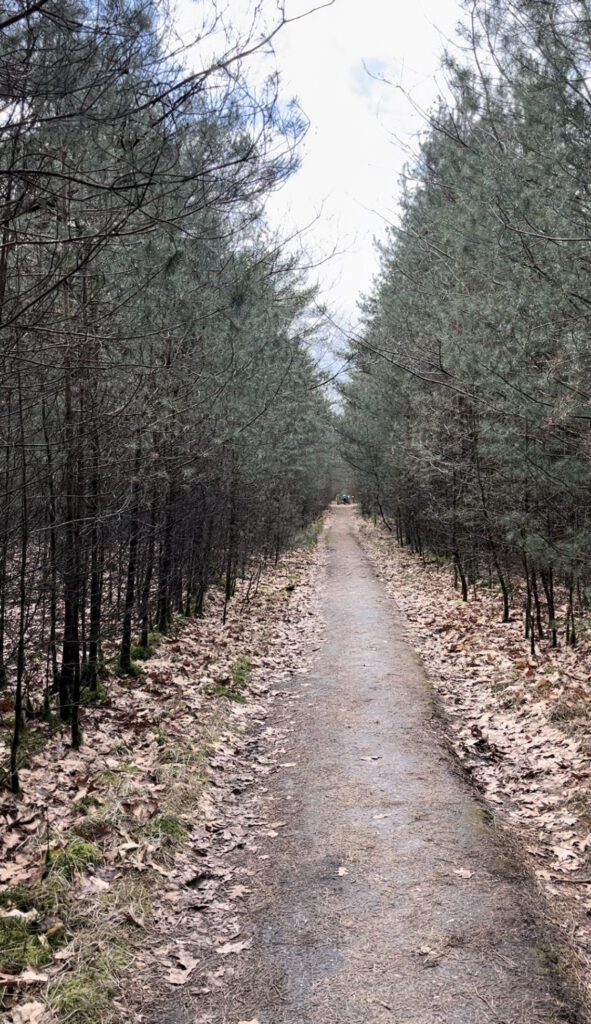 Smalle wandelpaden De Maashorst