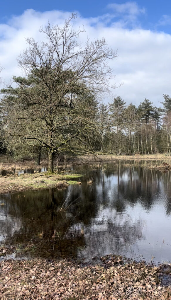 Winterwandeling Schaijk vanuit de Boshut